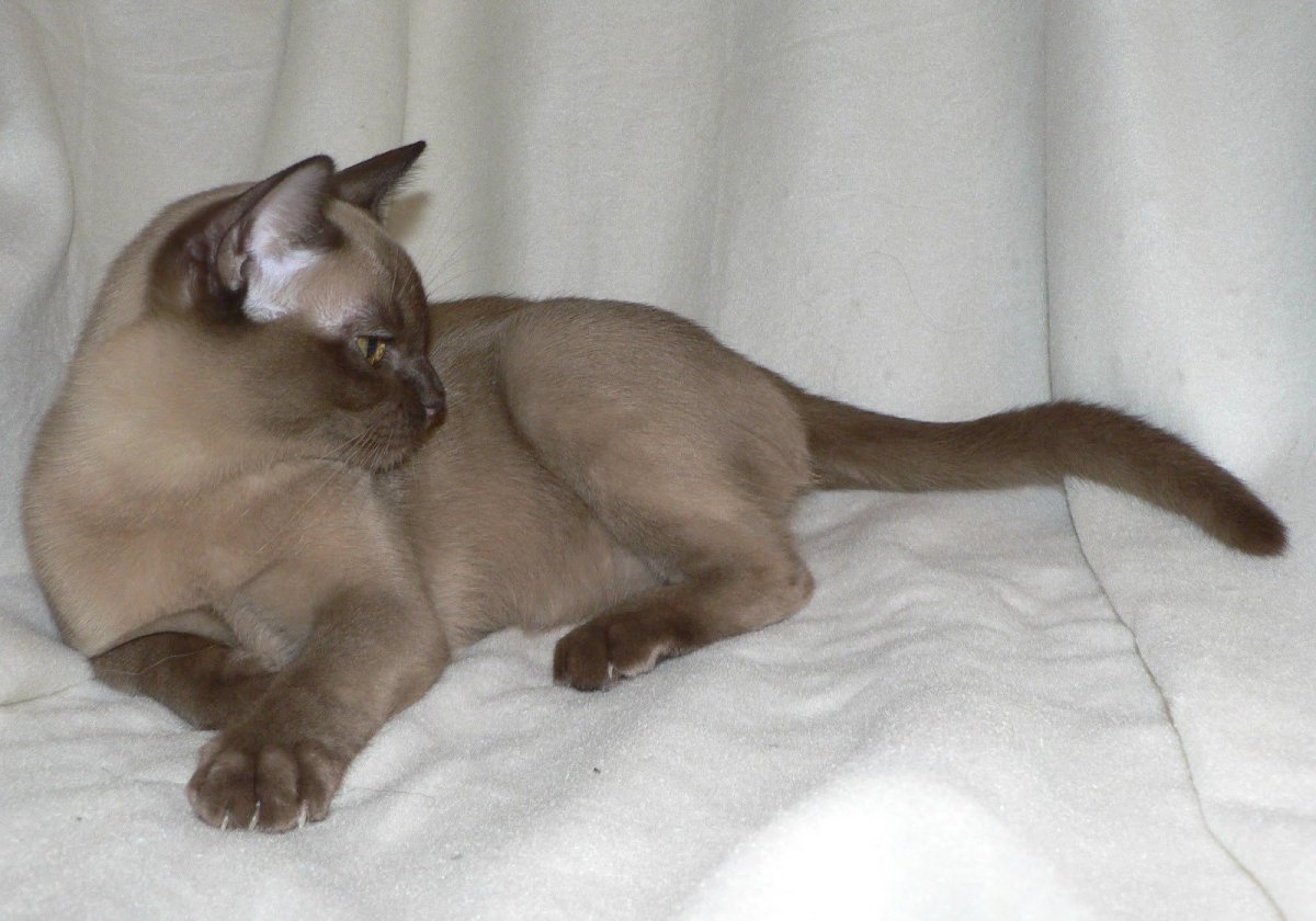 . Бурма кошка Багира