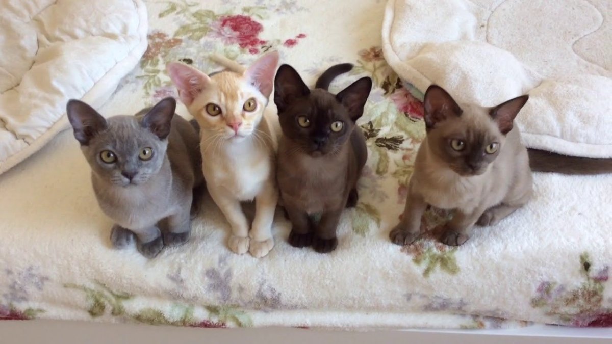 Бурманские котята на белом фоне