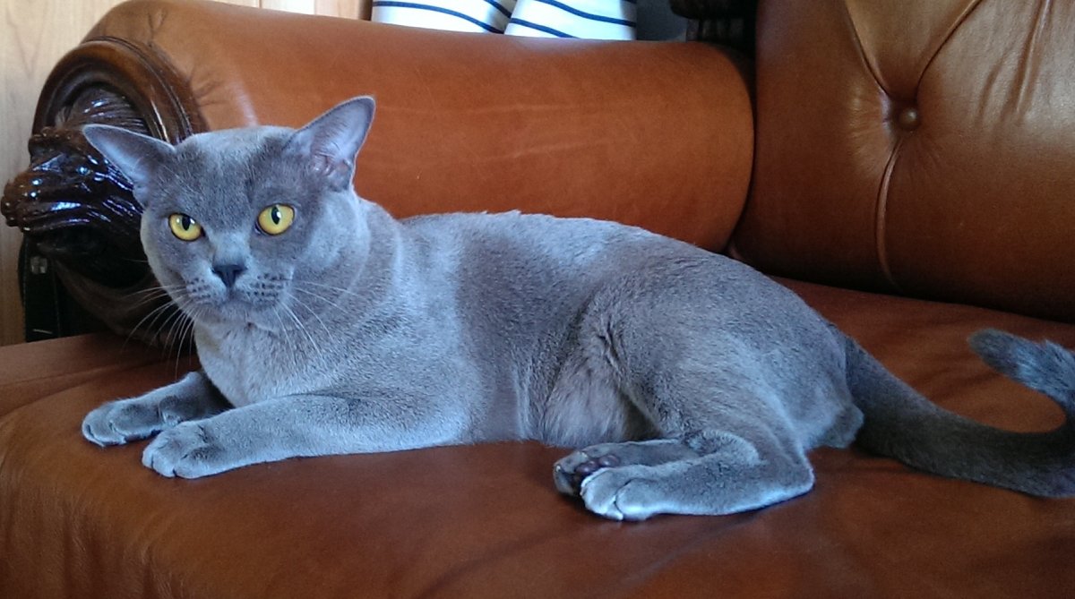 Кастрированный бурманский кот