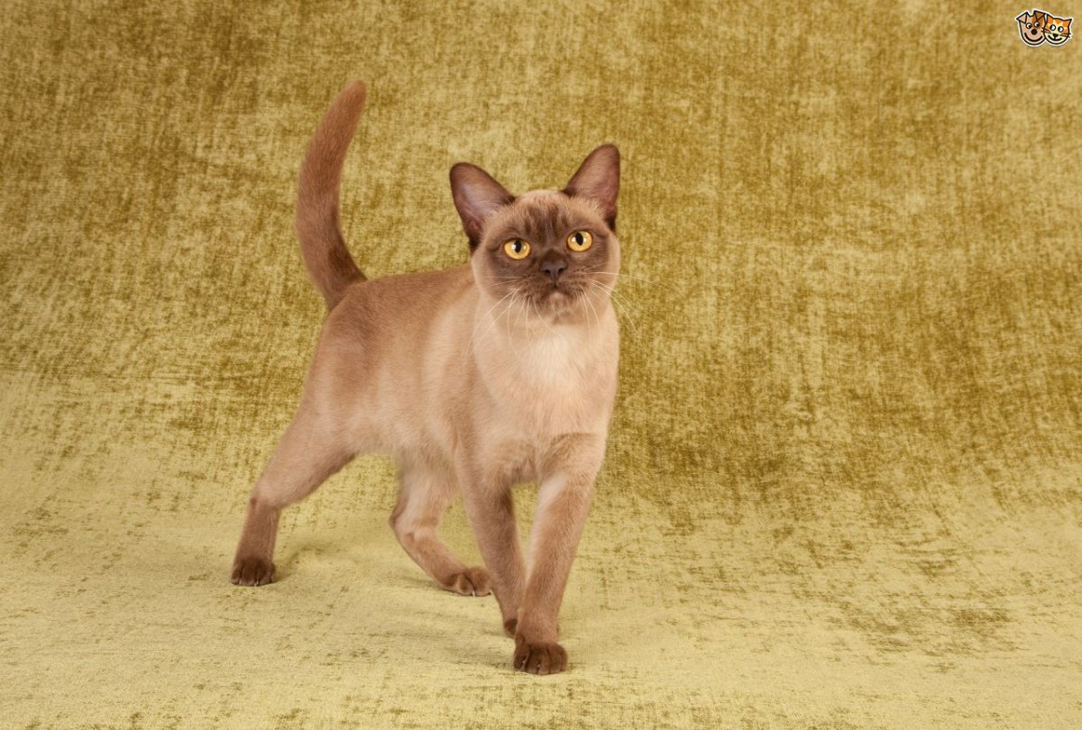 Pedigree of Tonkinese Cat