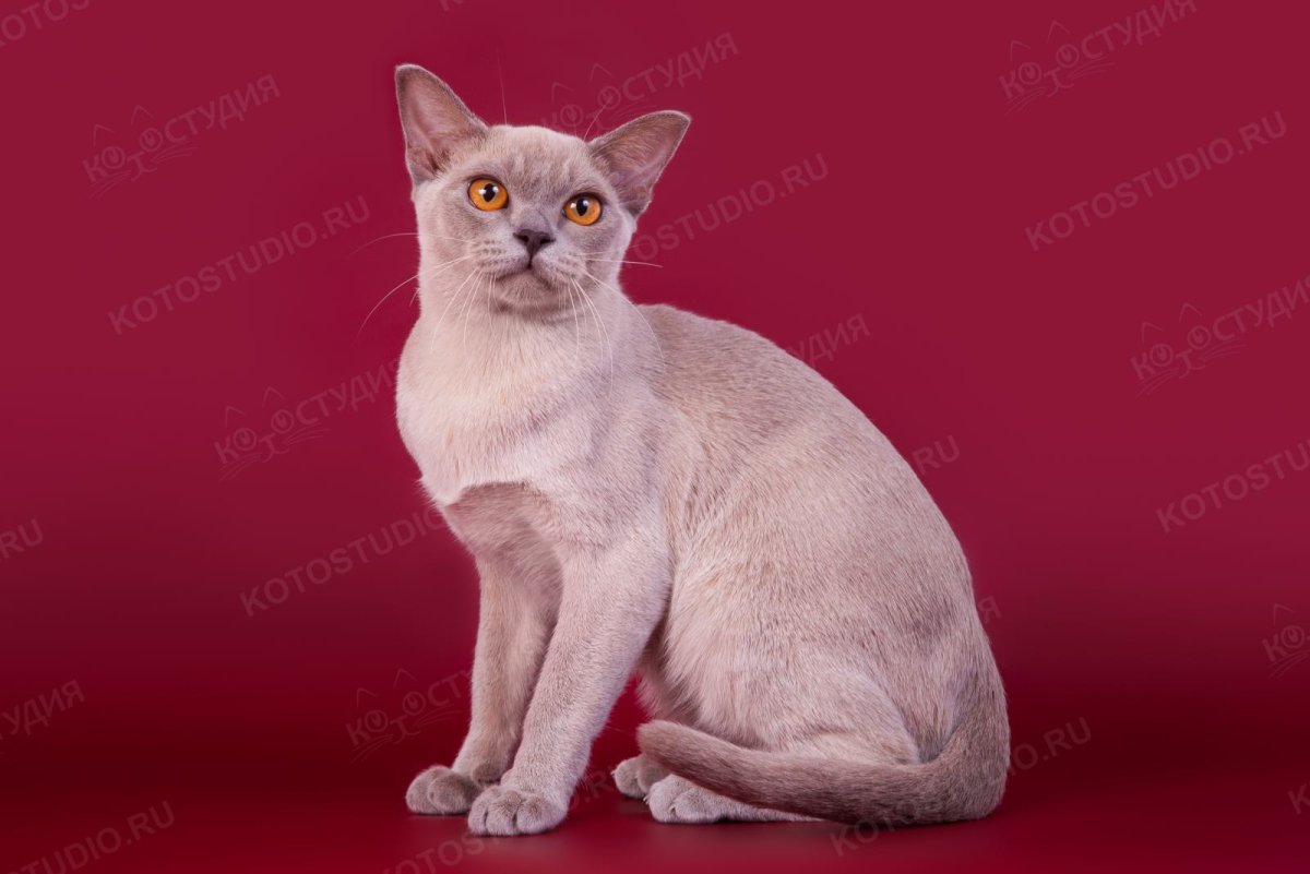 Роял Канин Бурманская кошка