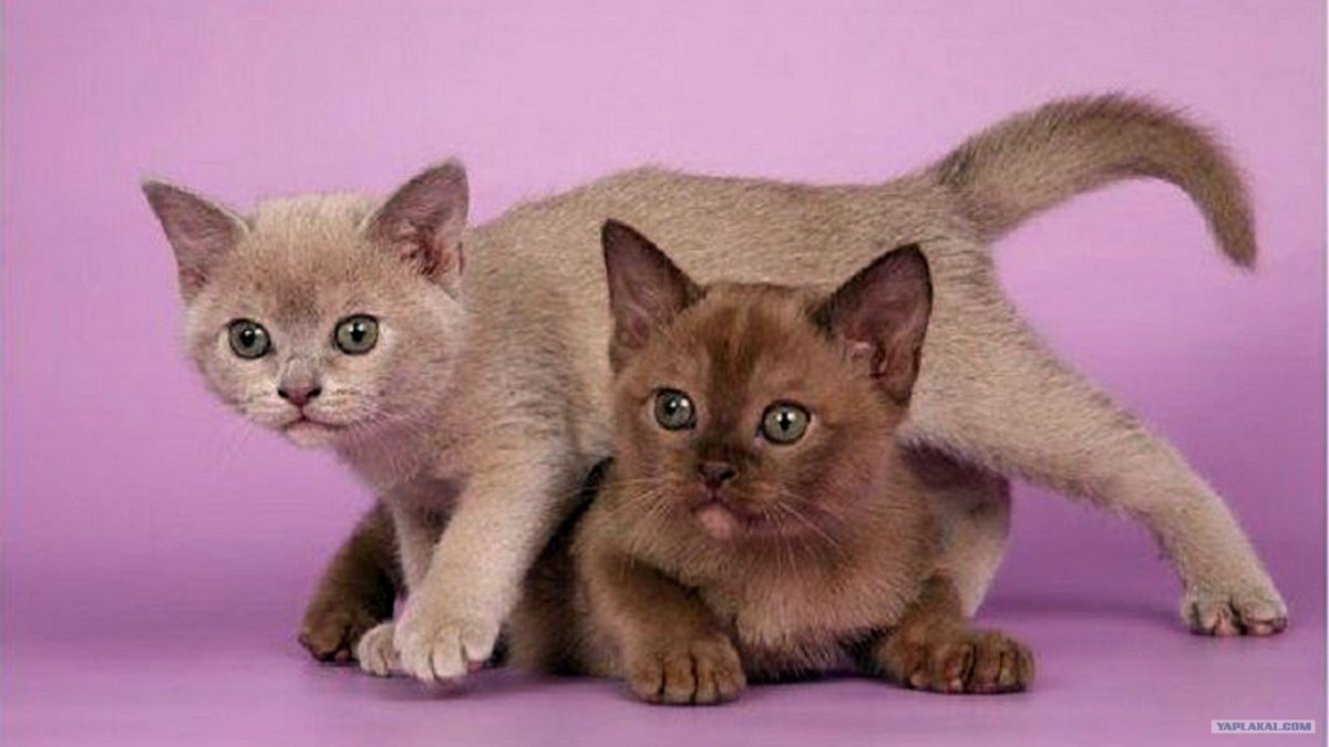 Оцикет и Бурманские кошки
