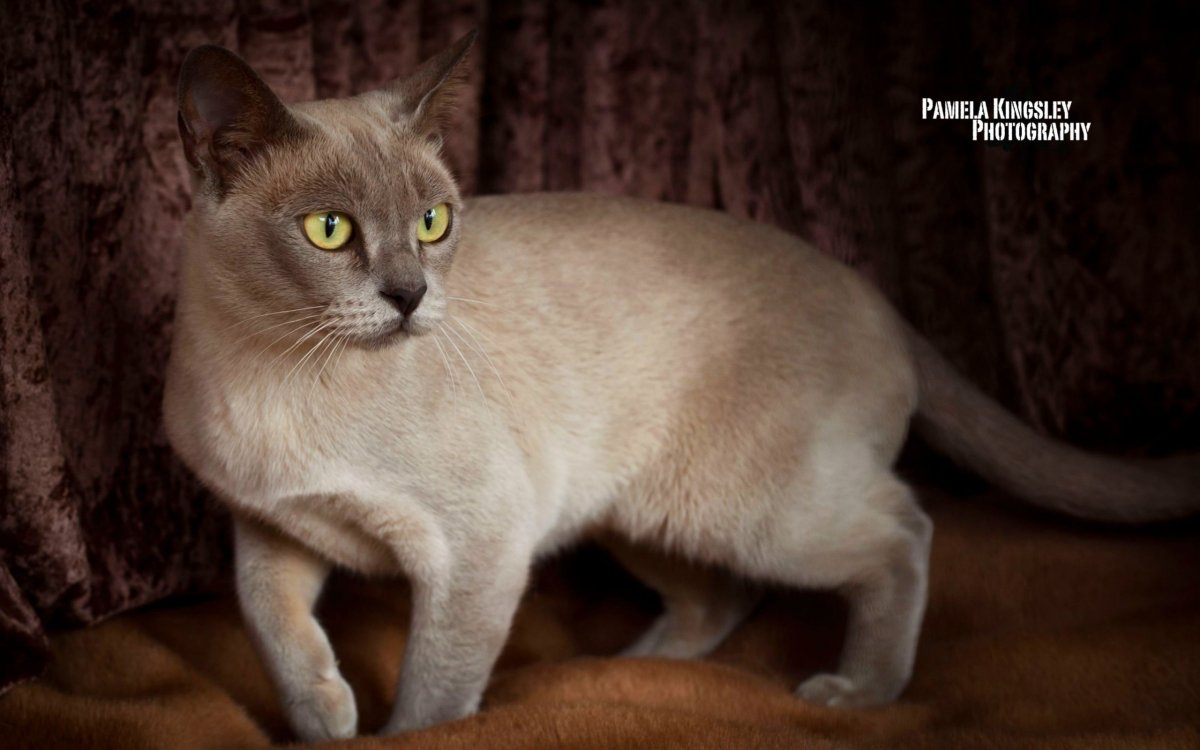 Бурманский котенок серый