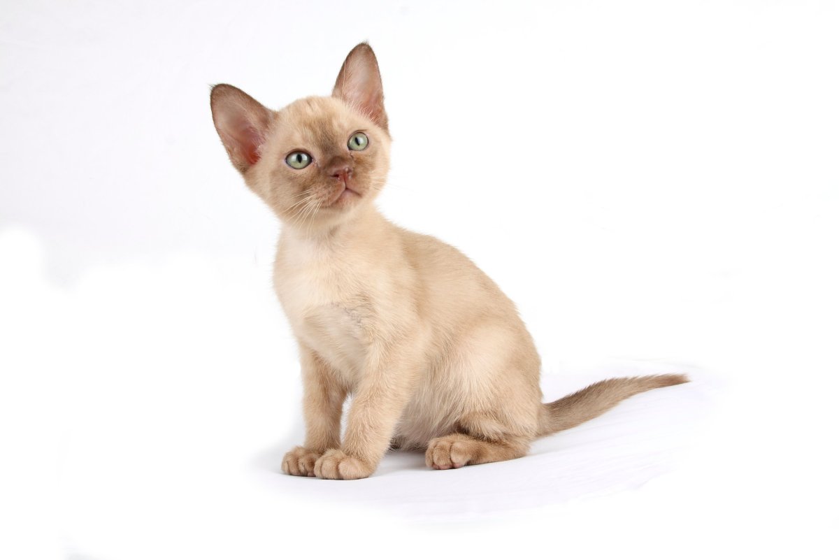 Бурманская кошка светлая