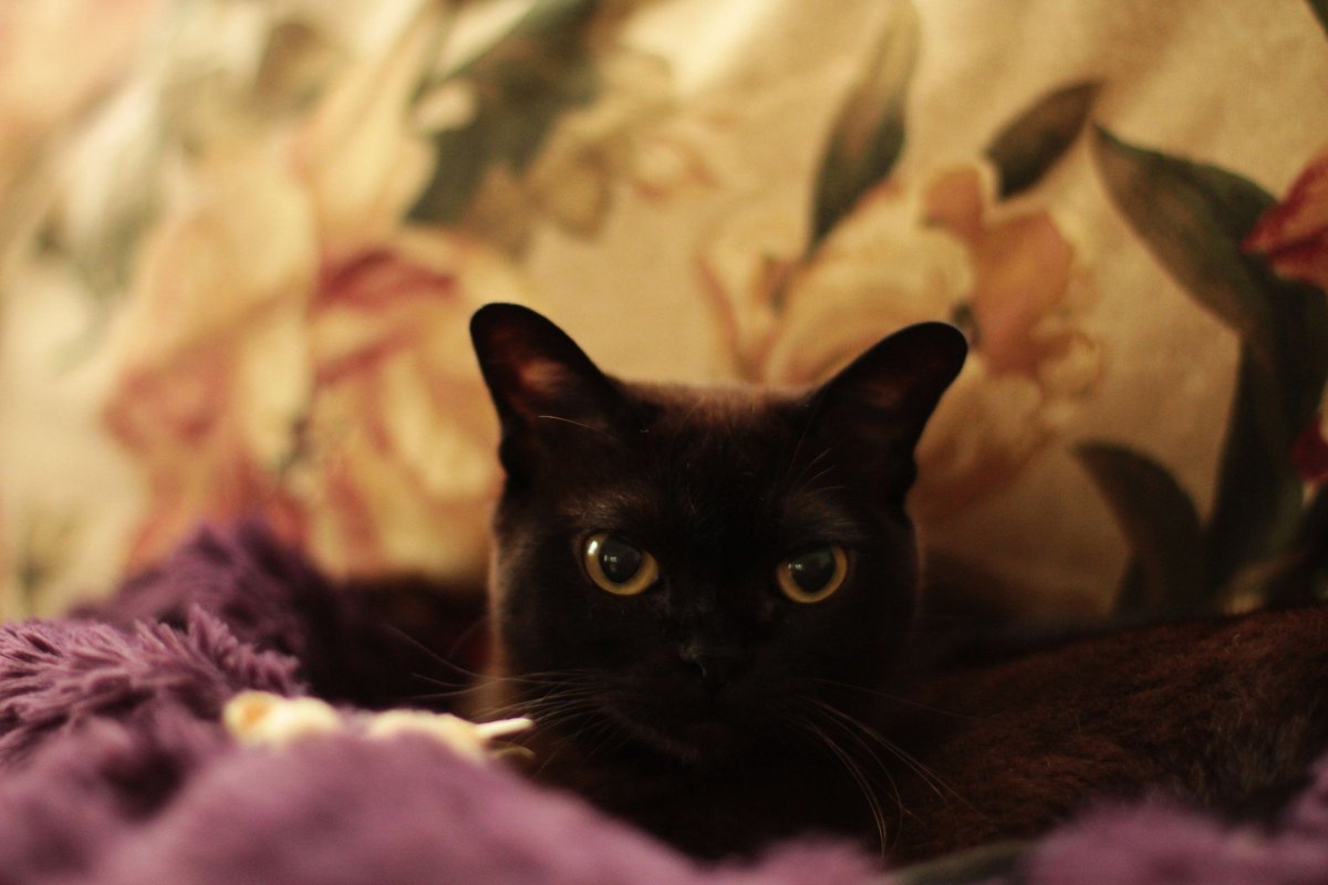 Бурма котята