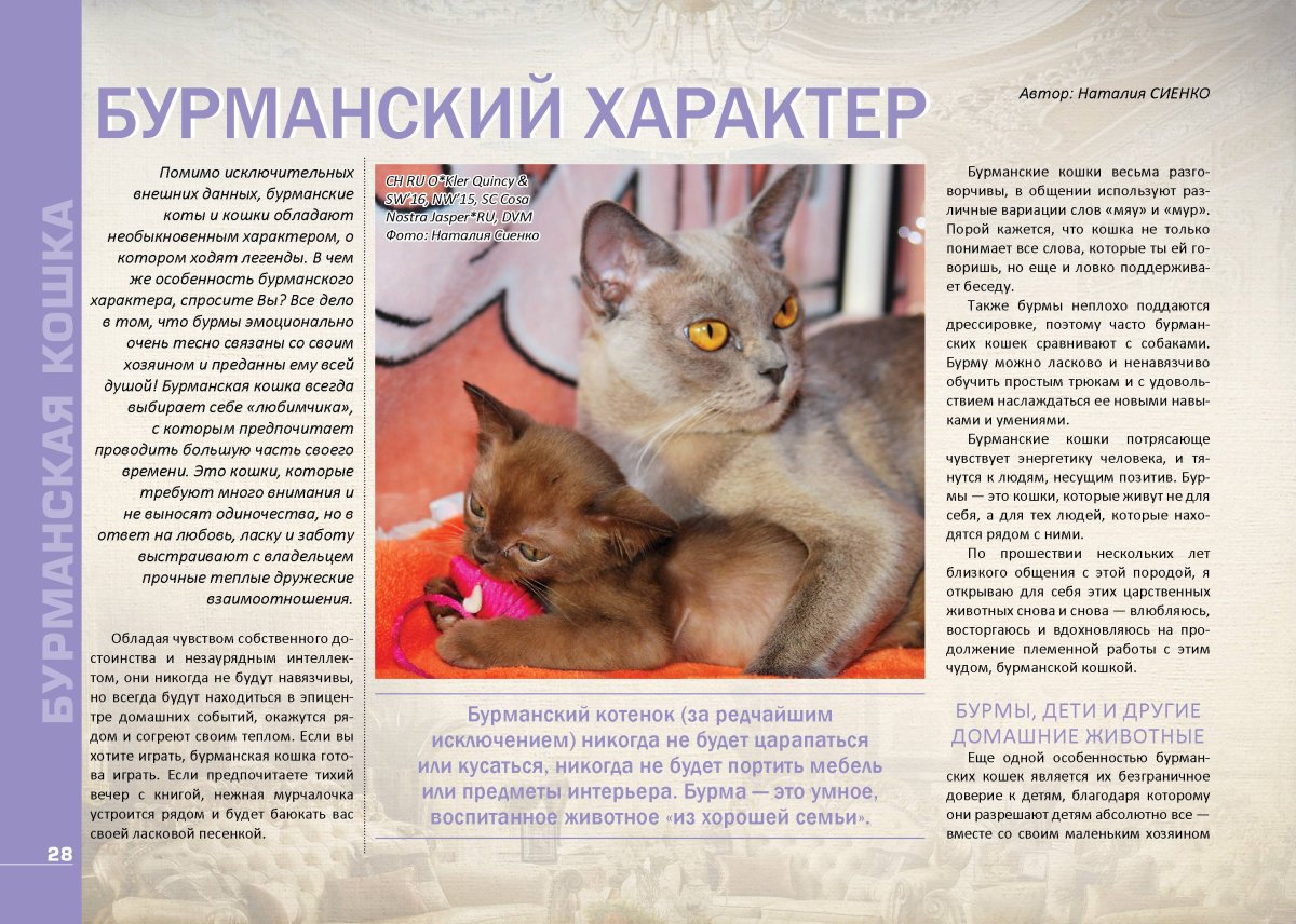 Бурманская кошка