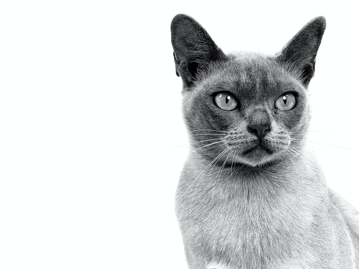 Лиловая Бурма