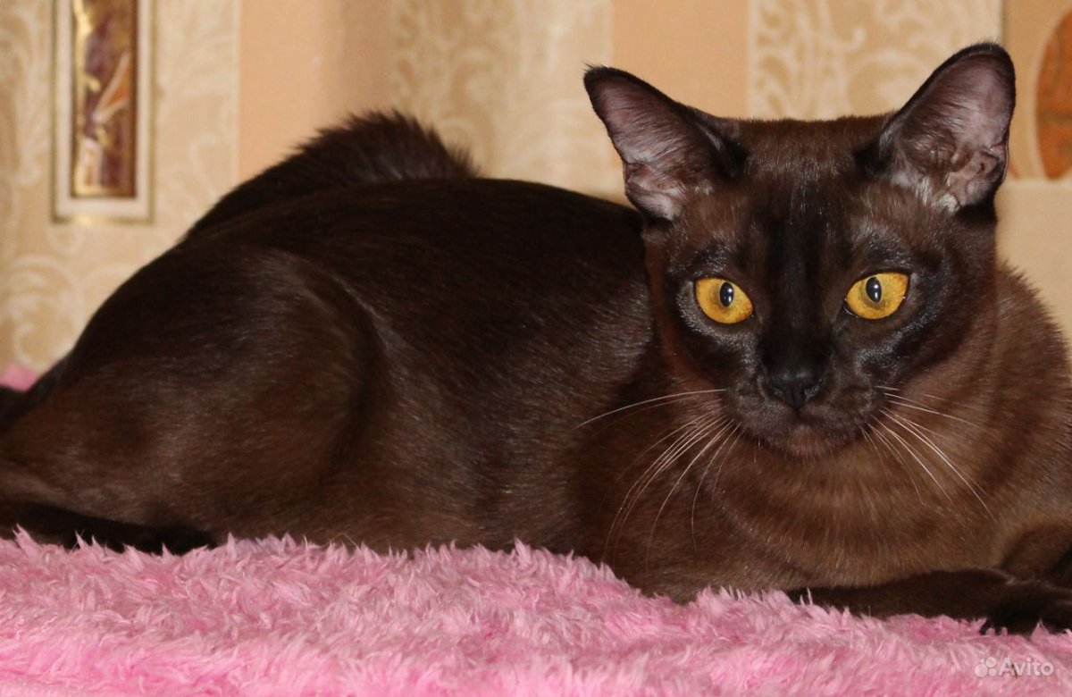 Европейская Бурма шоколад