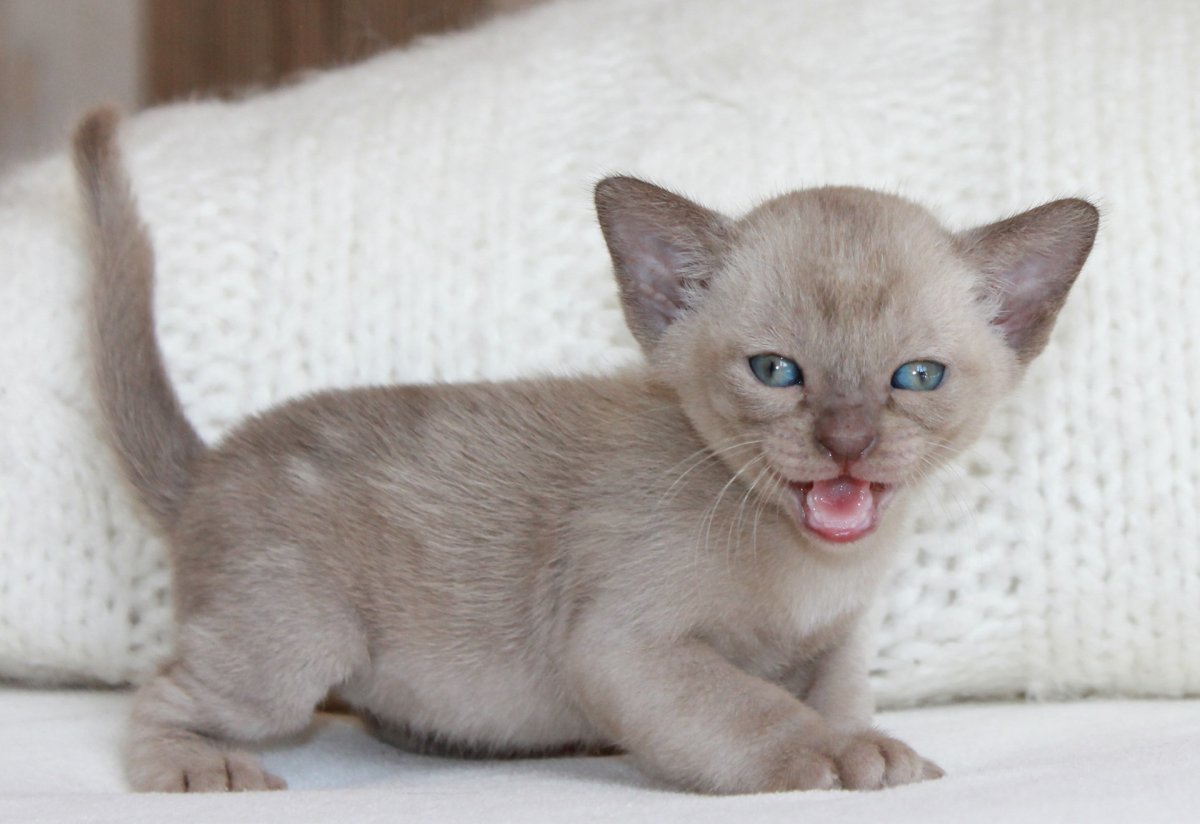 Кот Бурма персиковый