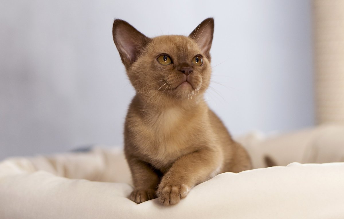 Бурманская кошка с голубыми глазами