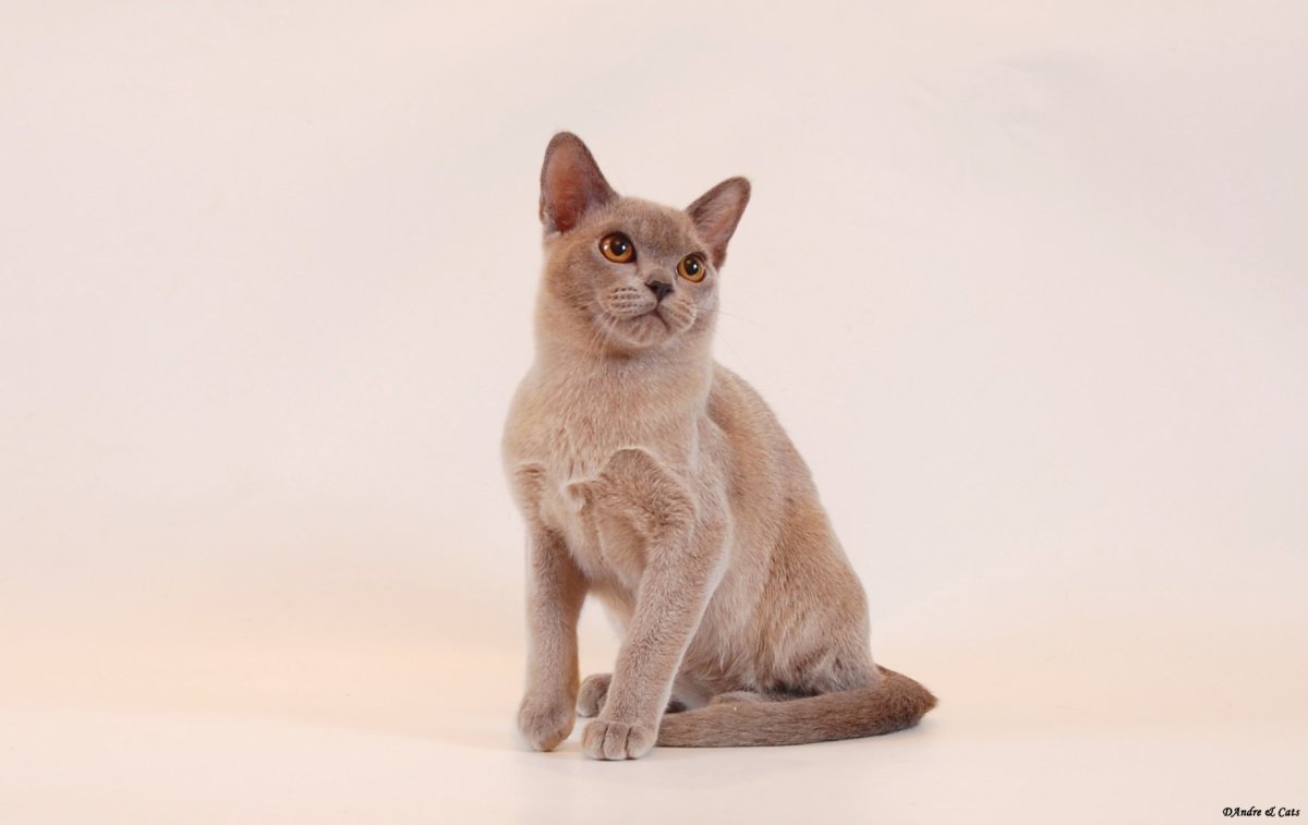 Бурман голубой