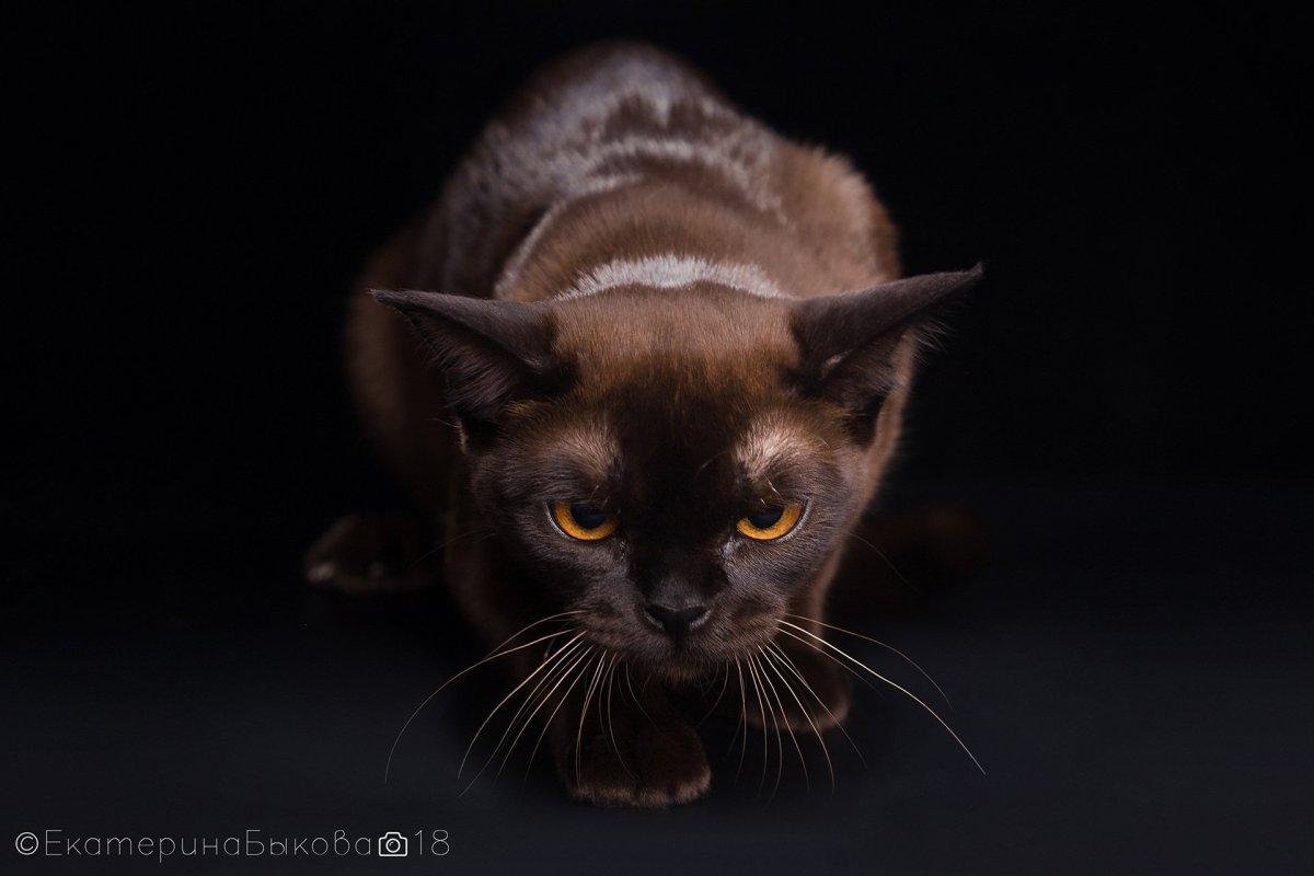 Бурманская кошка