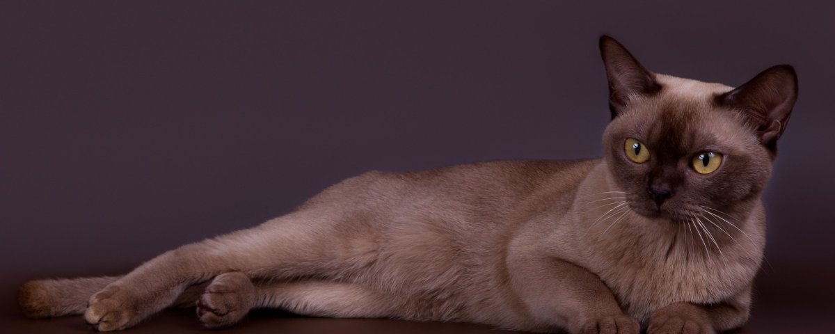 Бурманская кошка Манчкин