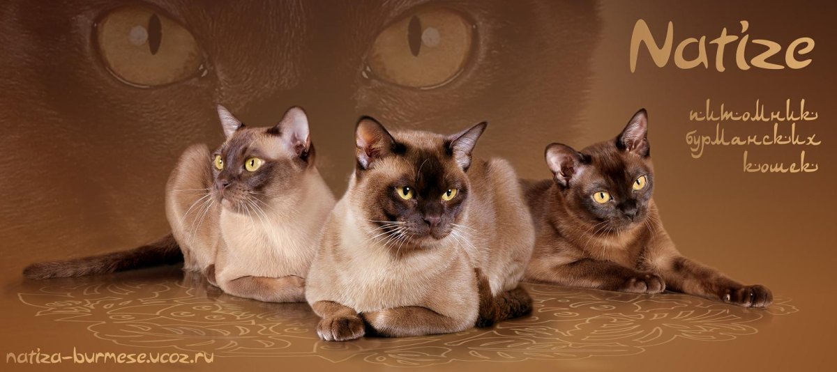 Бурманская кошка голубая европейская