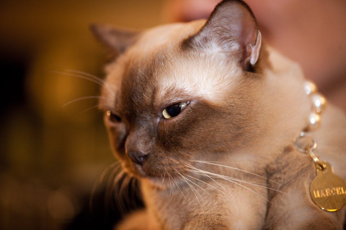 Европейская Бурманская кошка