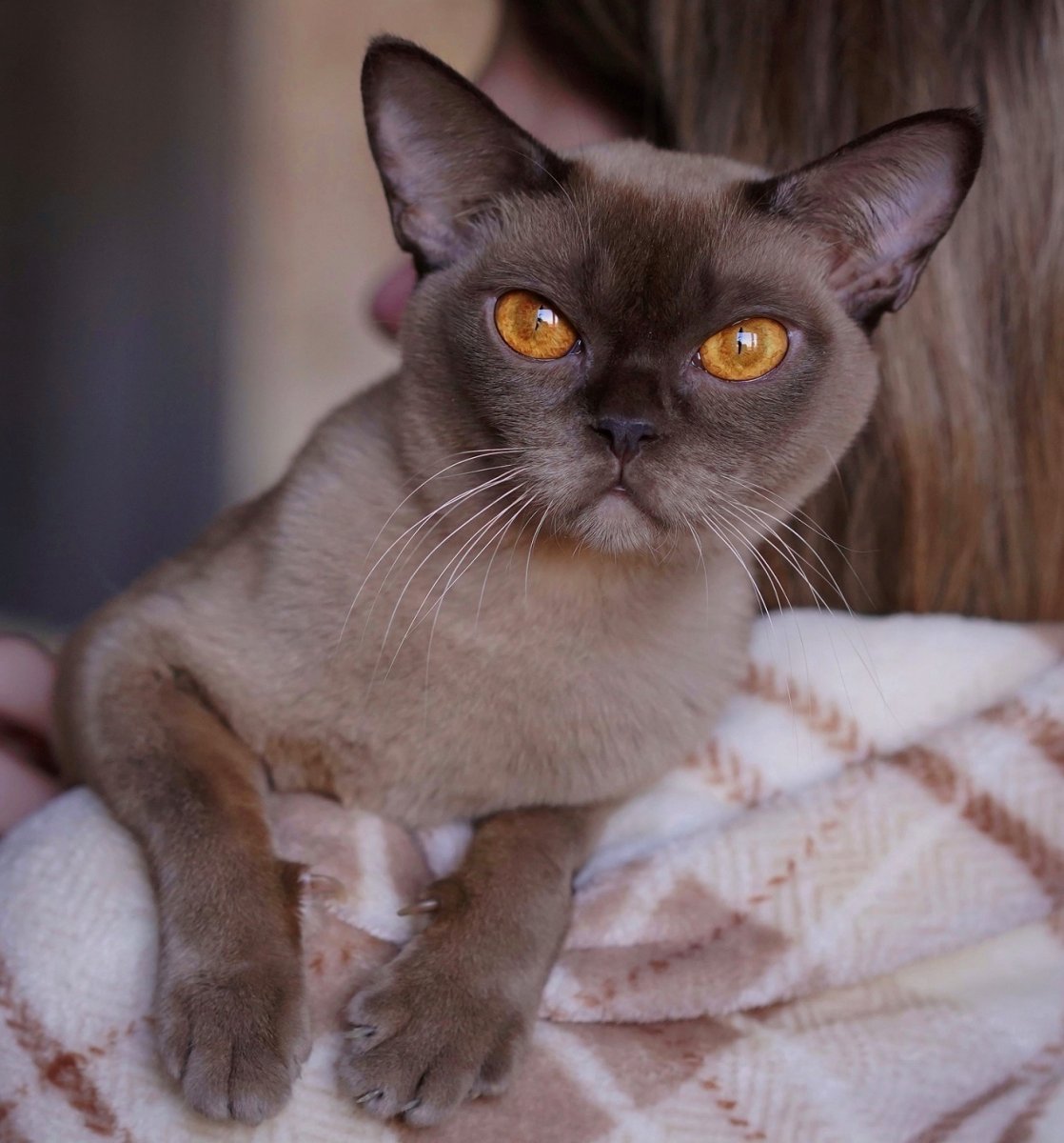 Бурманская кошка