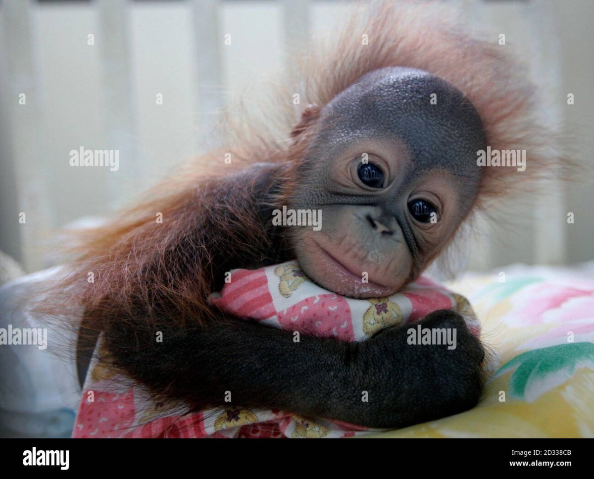 Обезьянка с соской