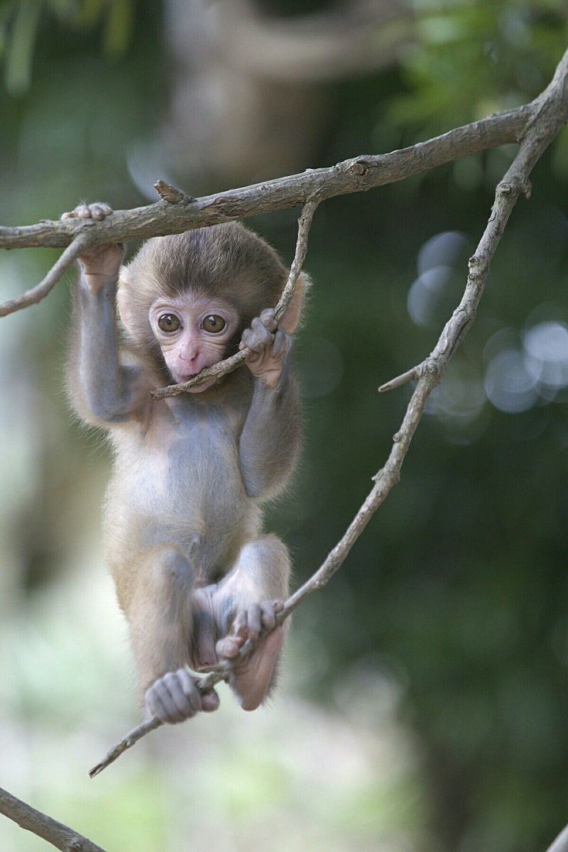 Маленькая обезьянка порода