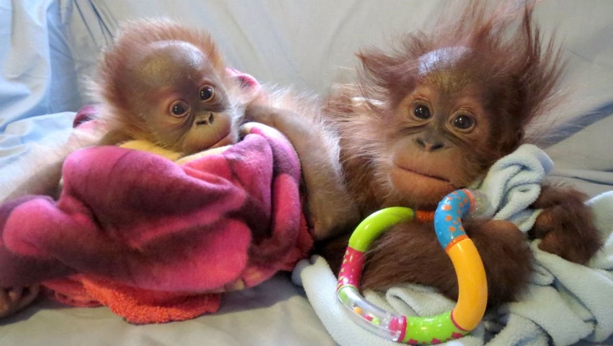 Карликовая обезьянка игрунка