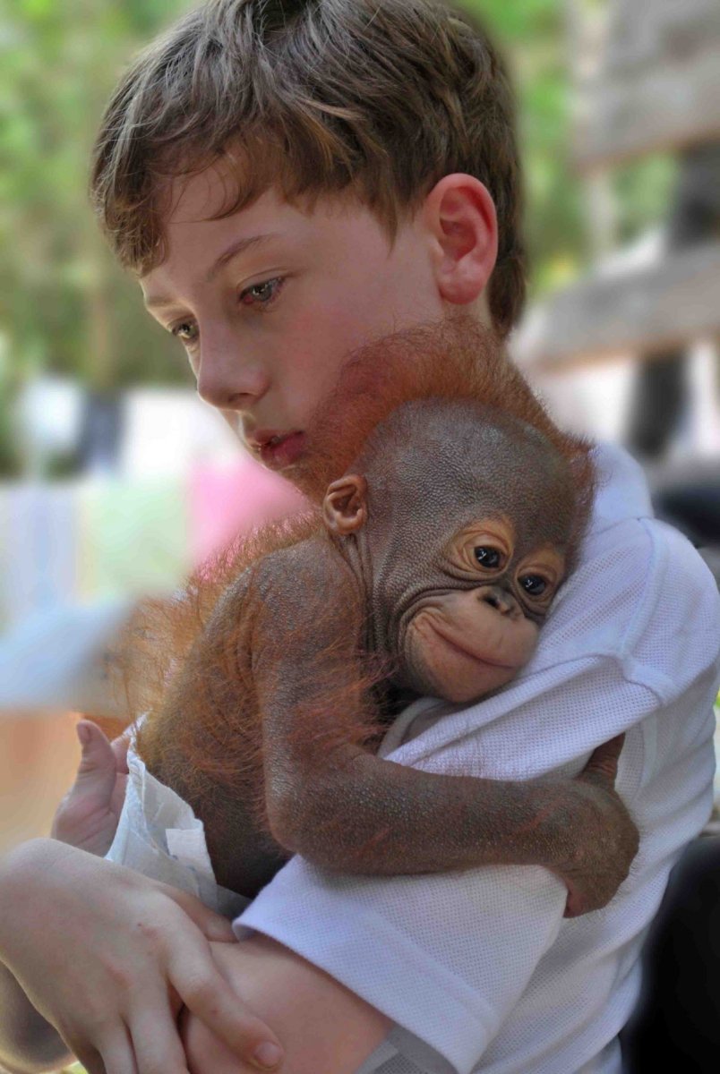 Маленькая домашняя обезьянка