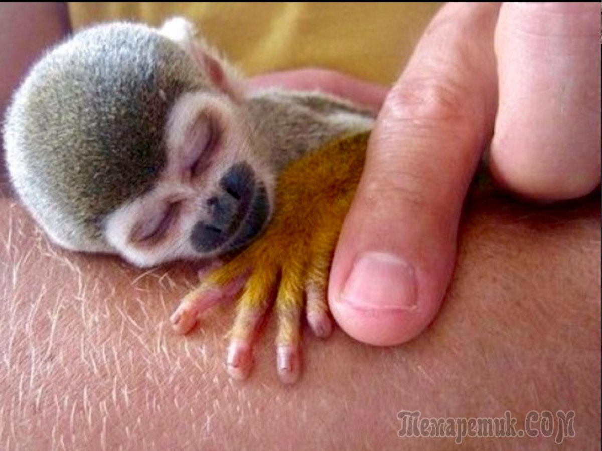 Маленькая домашняя обезьянка