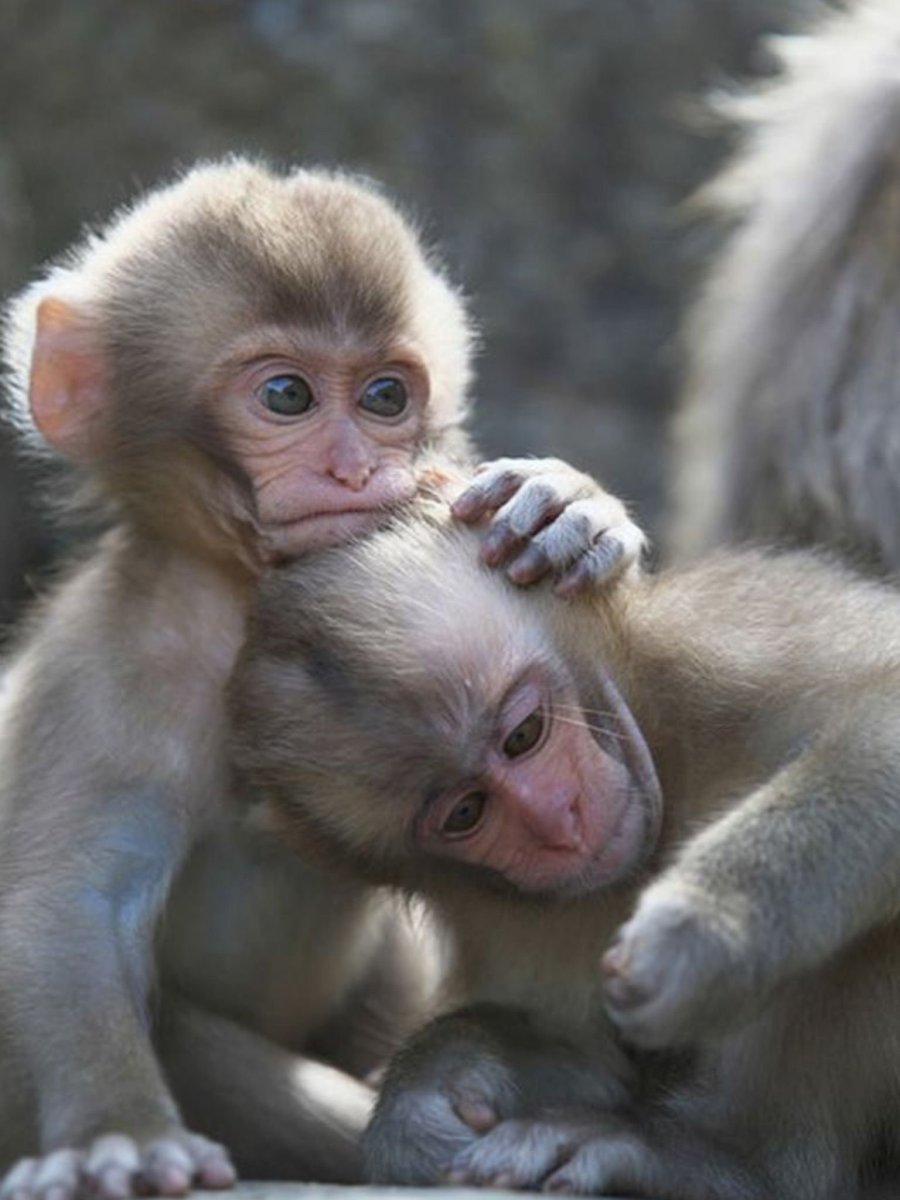 Две обезьянки