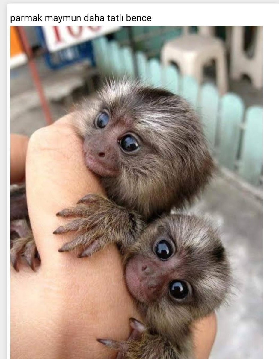 Обезьяна породы капуцин