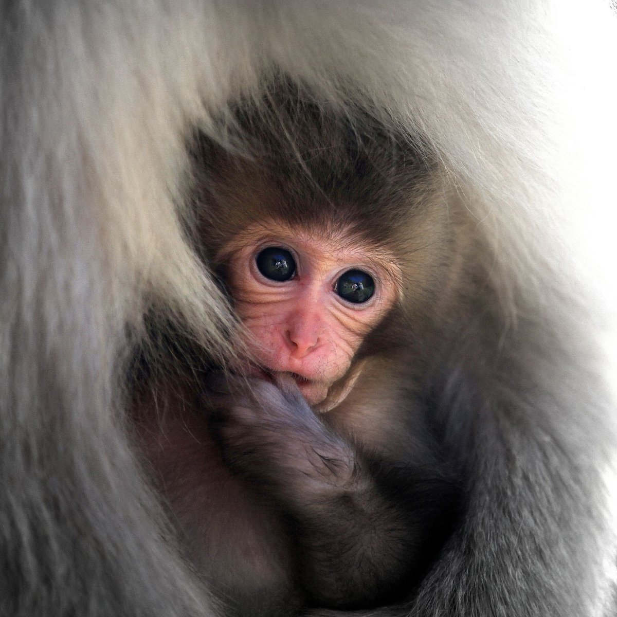 Мармосет обезьяна