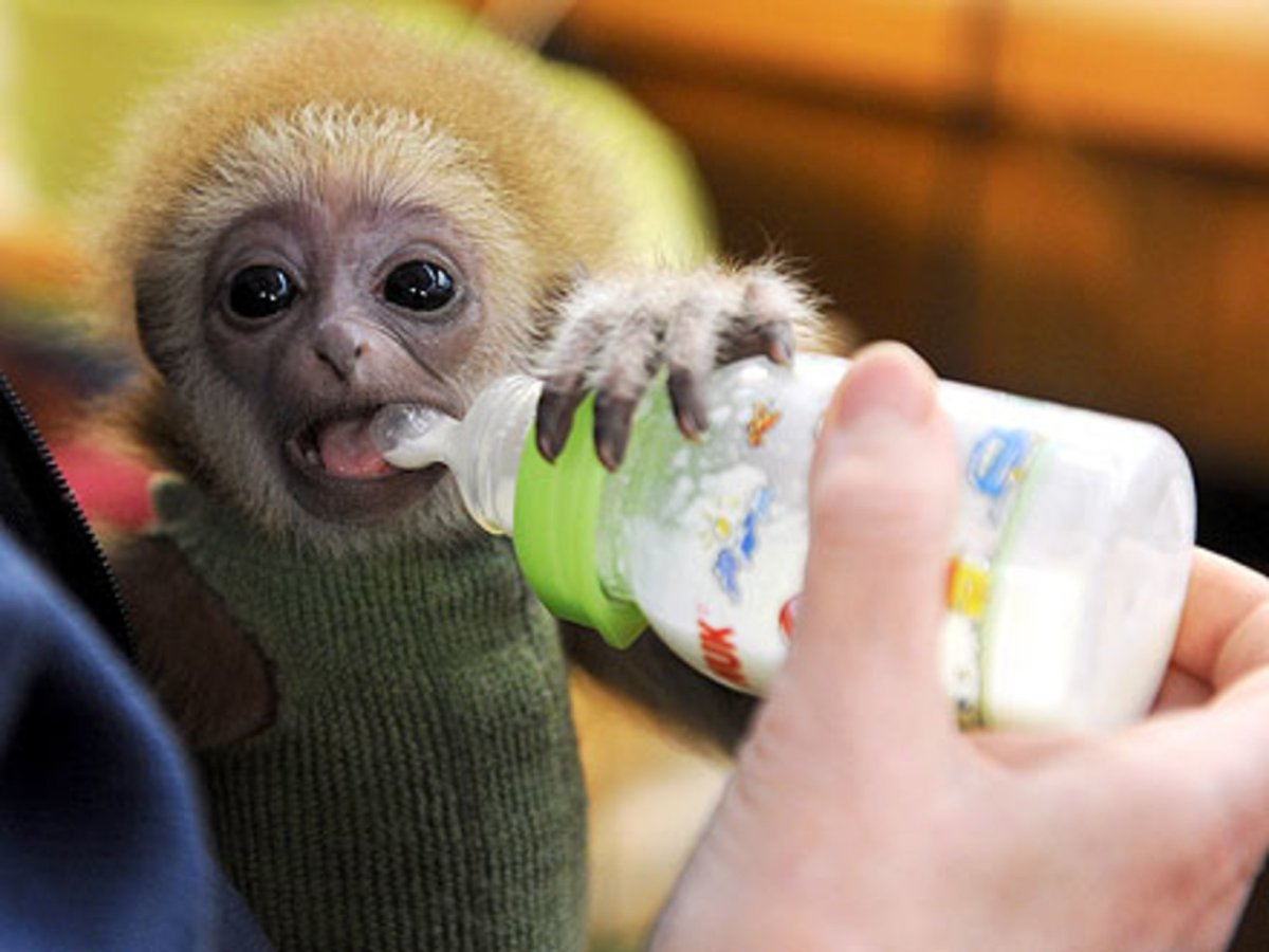 Маленькие домашние обезьянки