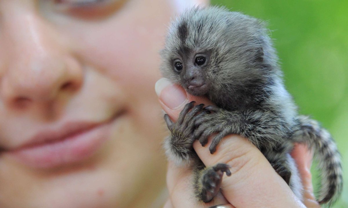 Домашняя обезьяна