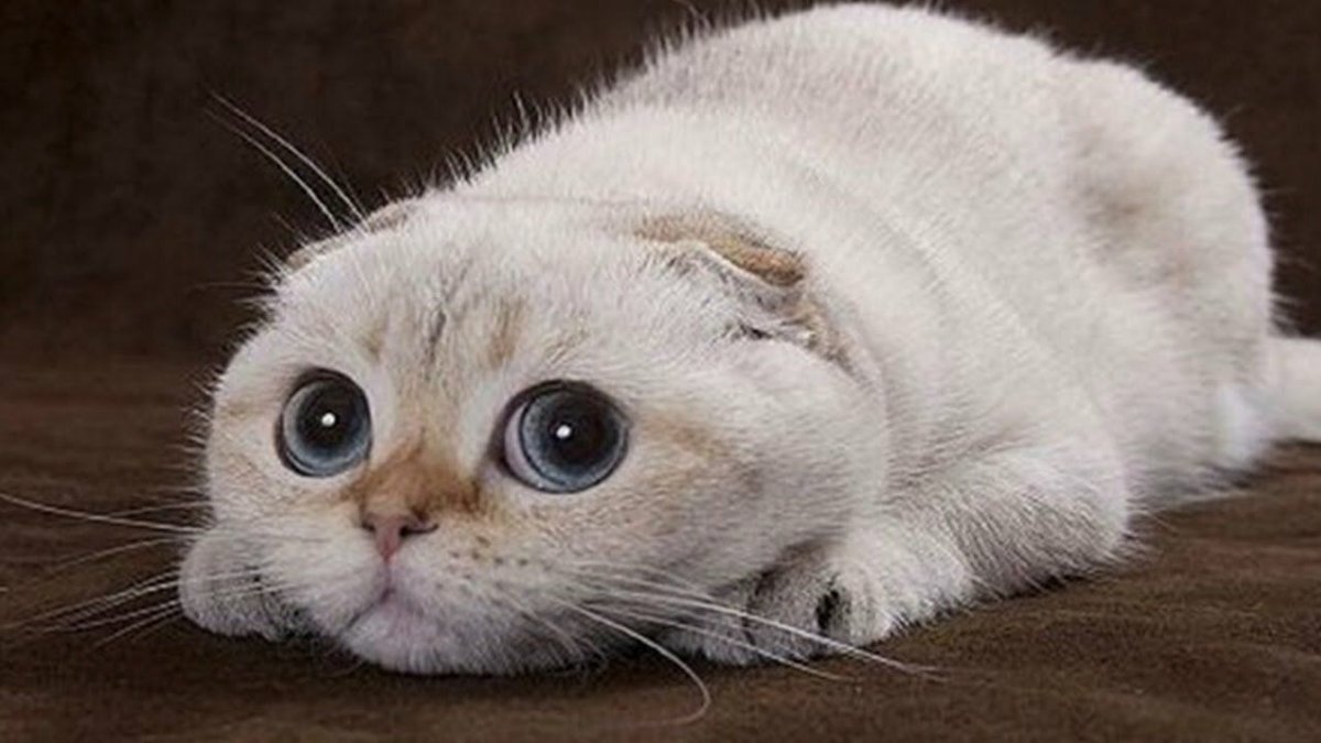 Милый котик