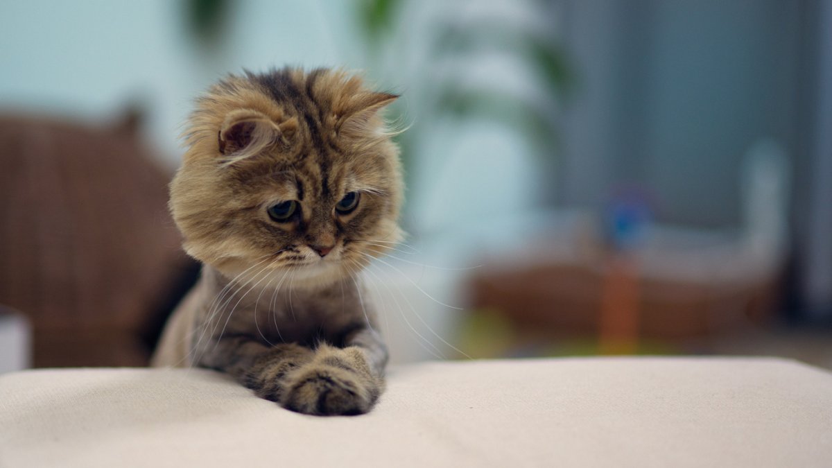 Обои на рабочий стол злой кот