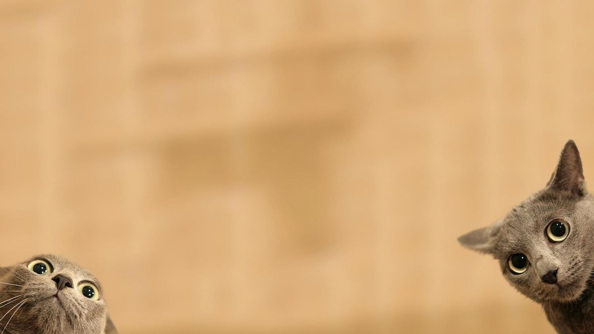 Фон для презентации кошки