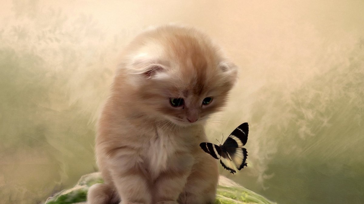 Котики смешные