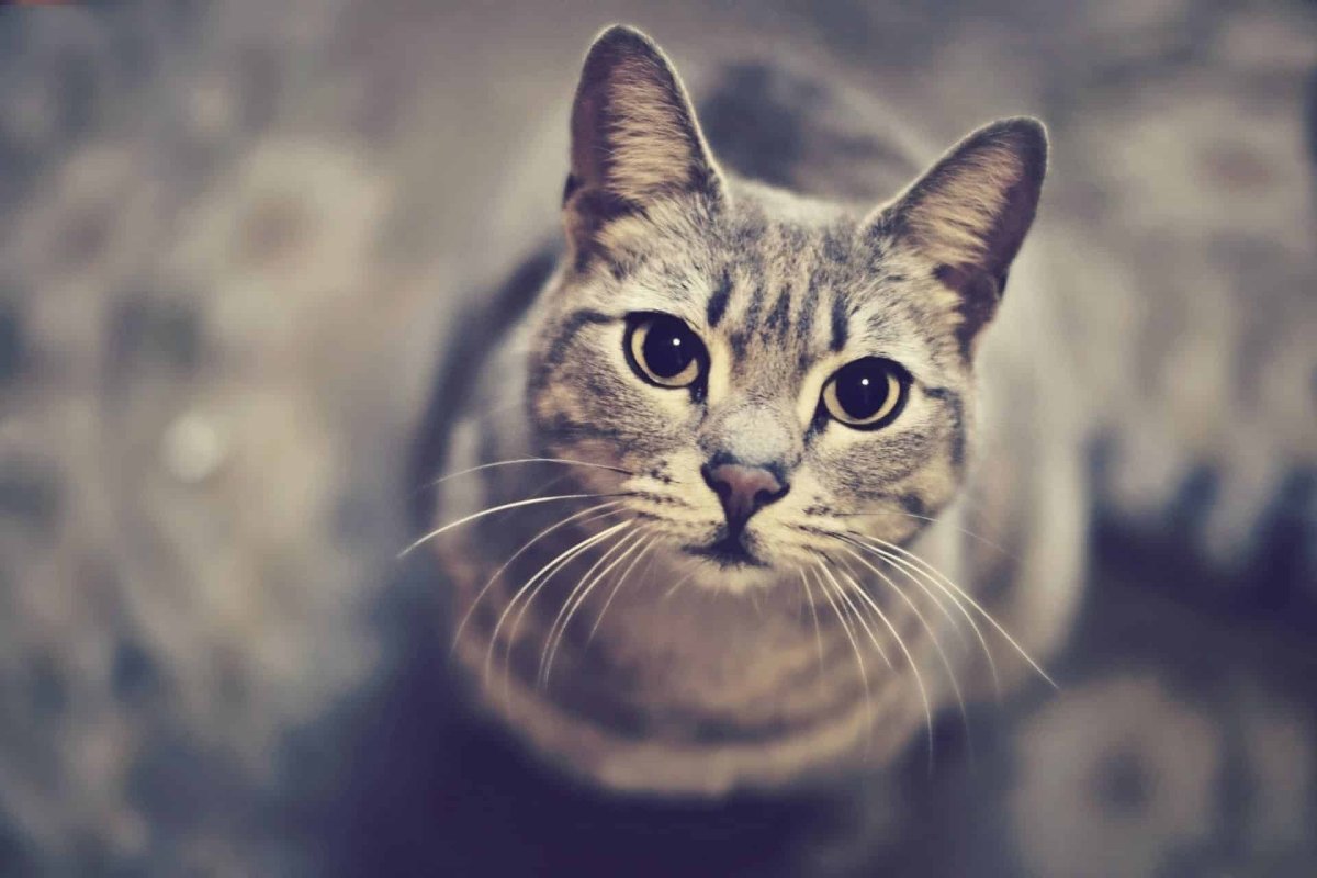 Пушистая кошка в профиль