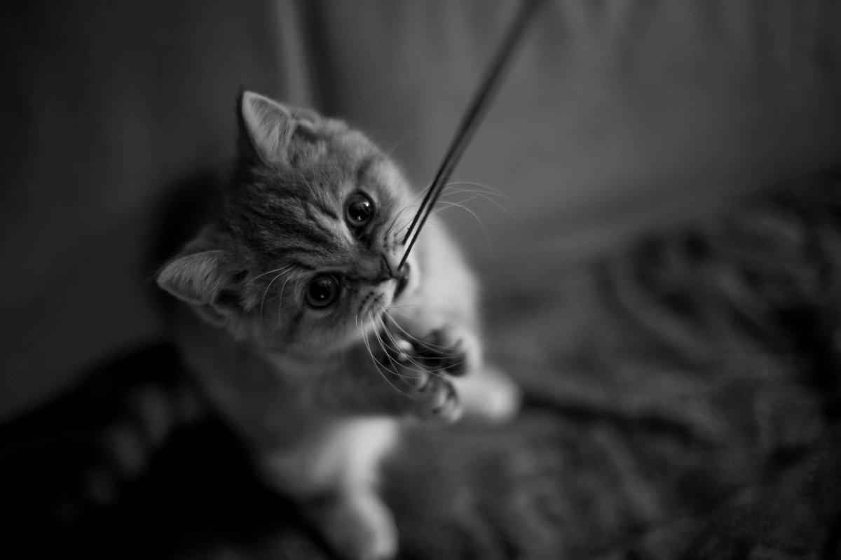 Котенок держи конфетку