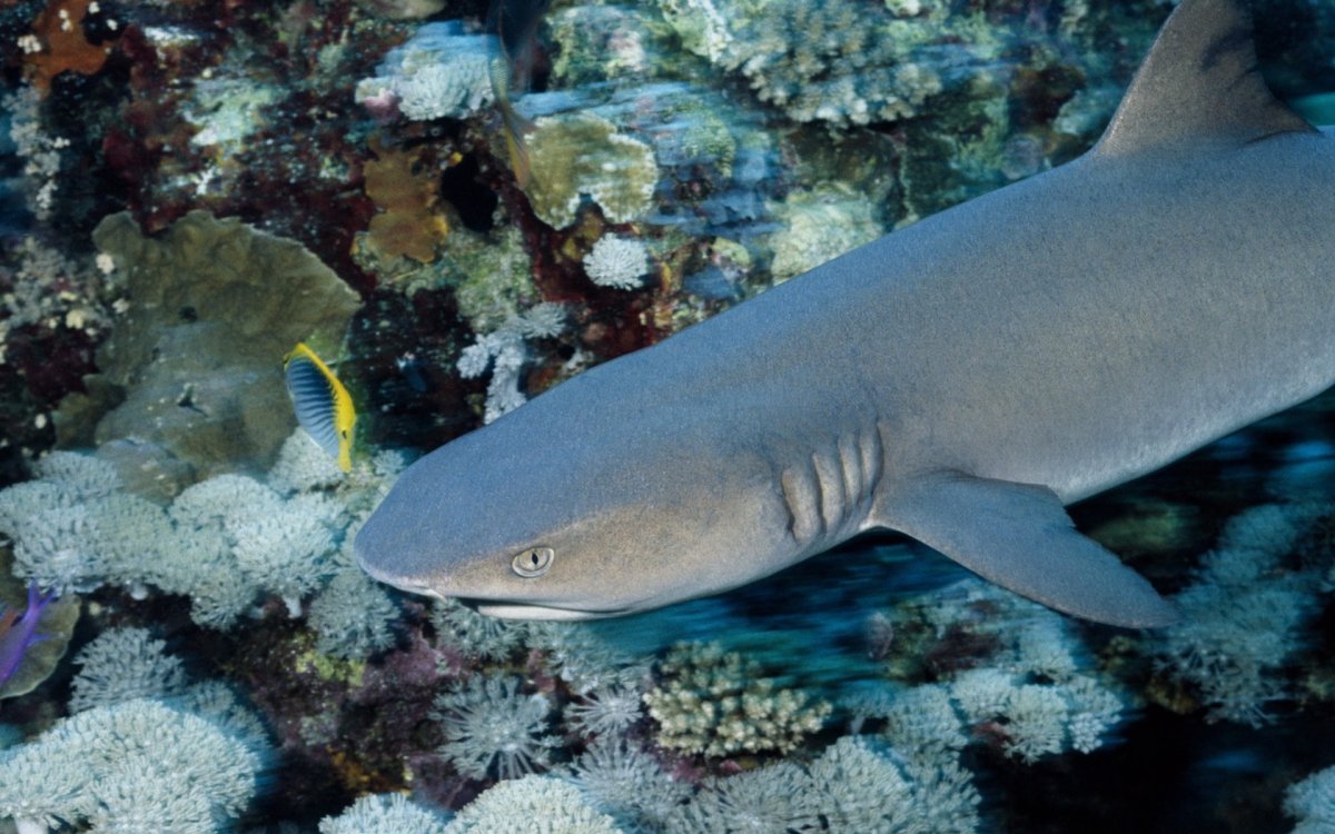 Акула плавает в море