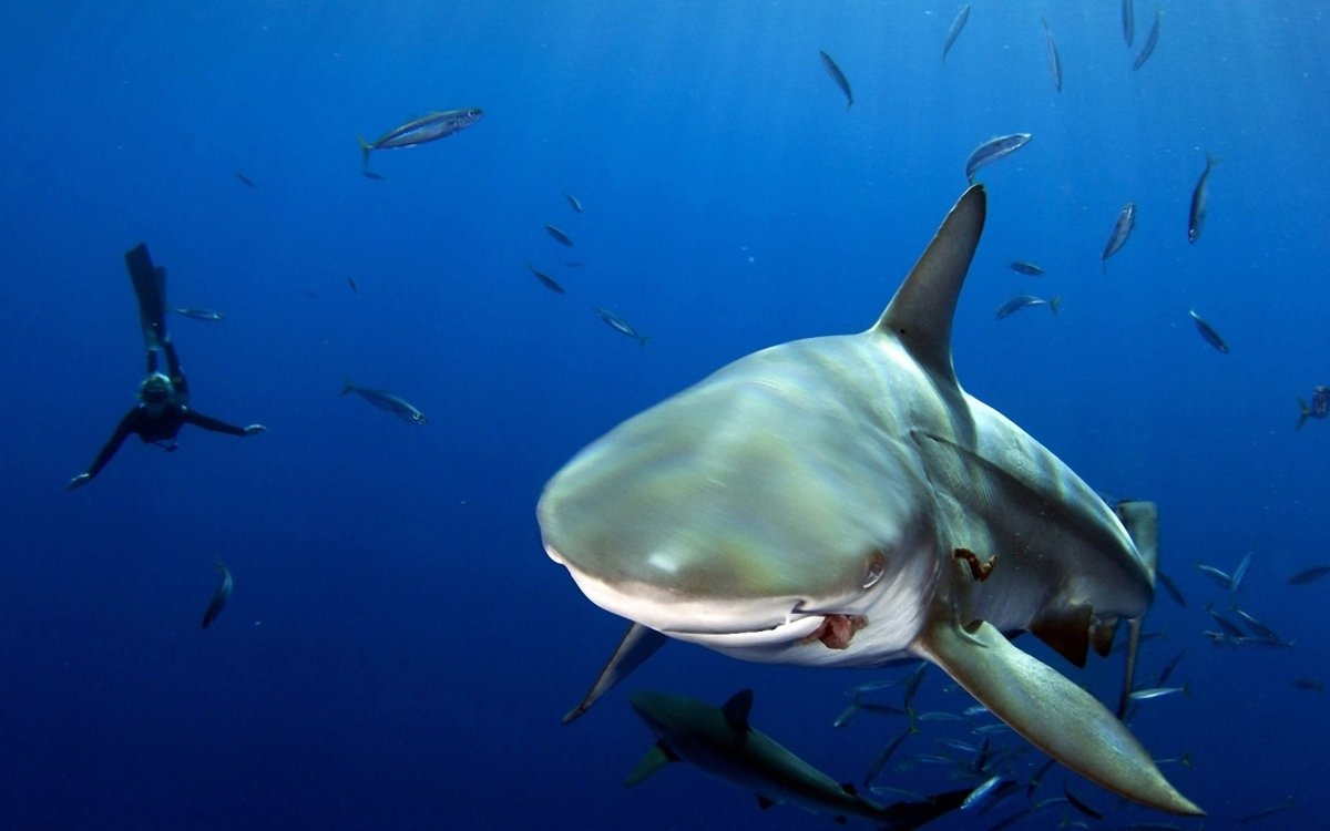 Тигровая акула против белой акулы