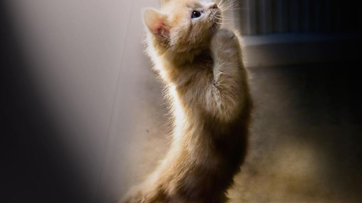 Жалобные глазки котика