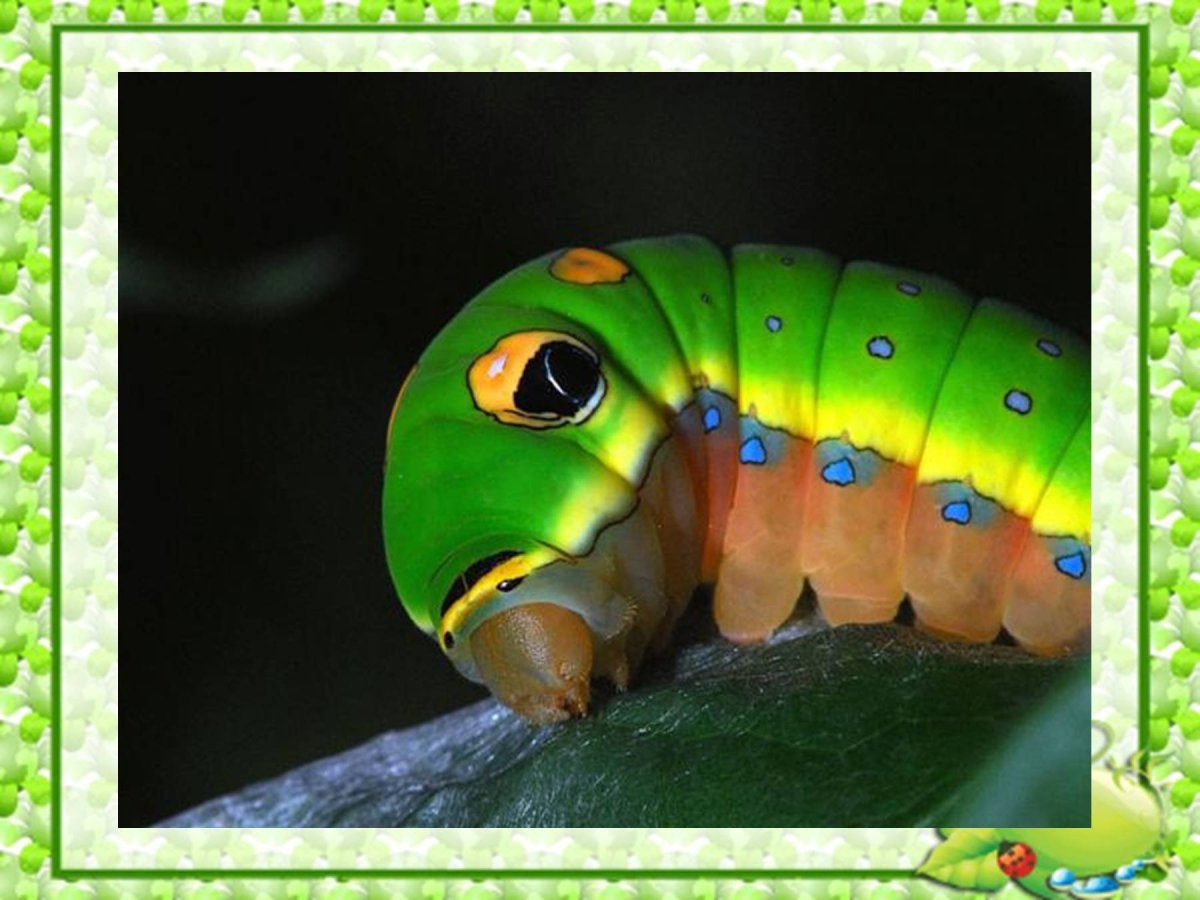 Разноцветная гусеница