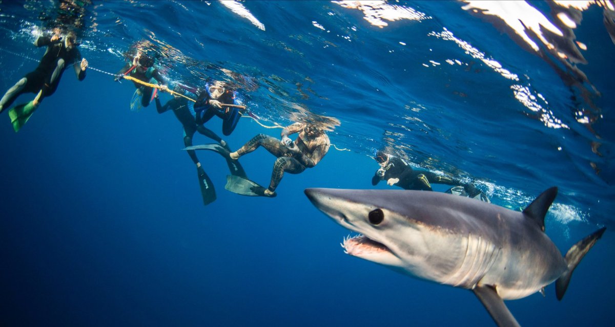 Рифовые акулы на Мальдивах