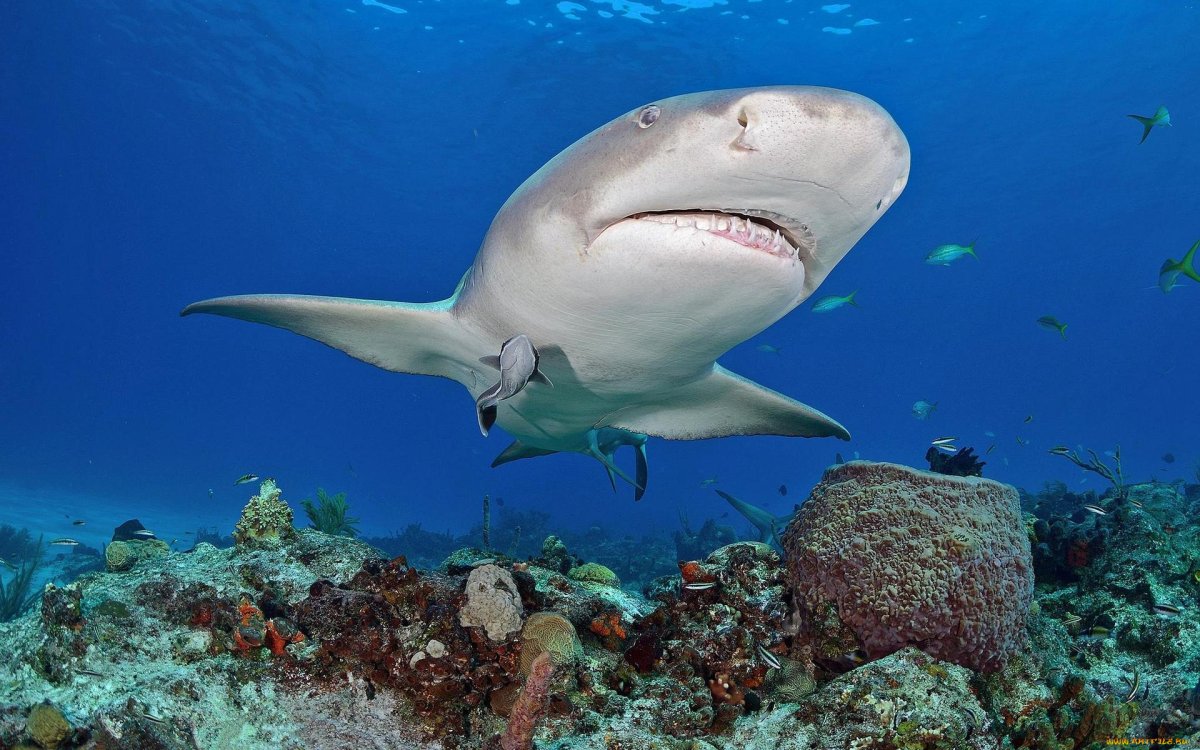Акулы Средиземного моря