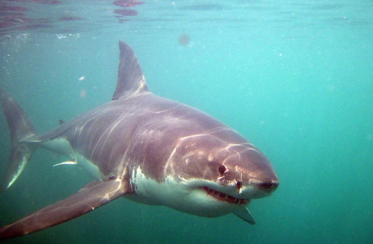 Акулы Средиземного моря