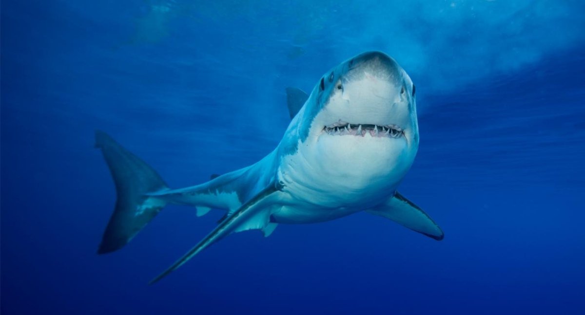 Акулы Средиземного моря