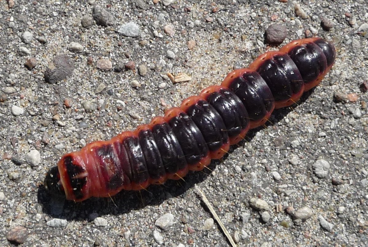 Spicebush Swallowtail гусеница