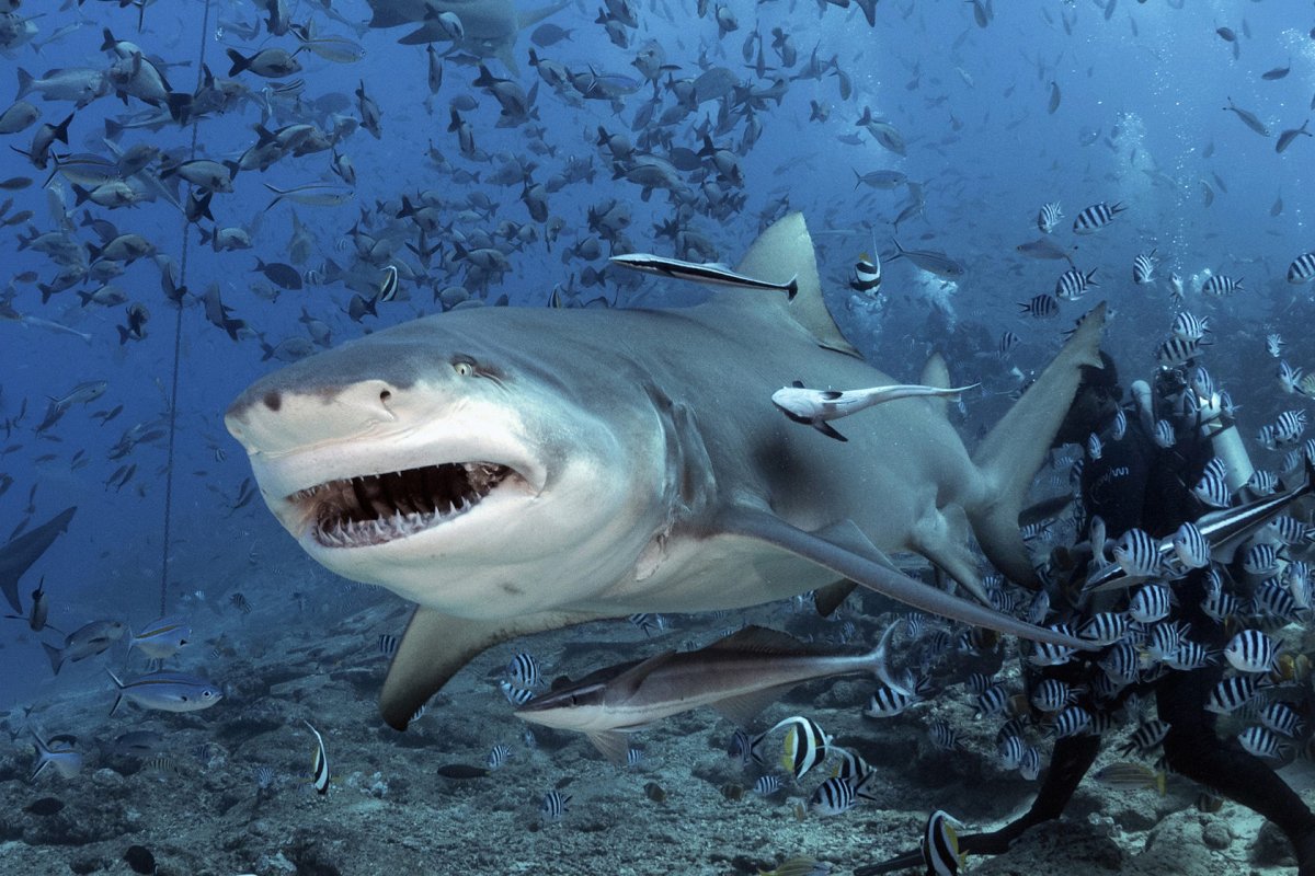 Большая белая акула (great White Shark)