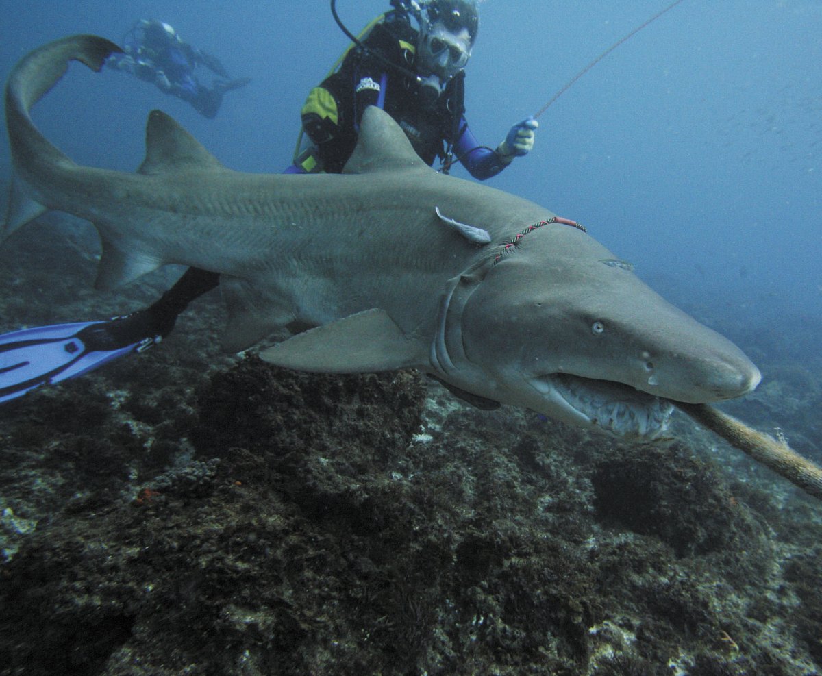 Акулы Средиземного моря
