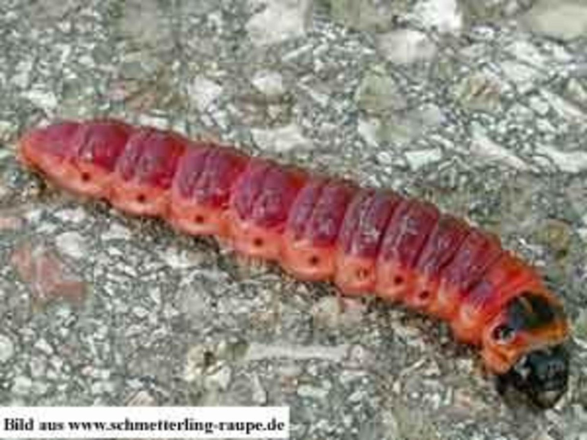 Короед гусеница древоточца