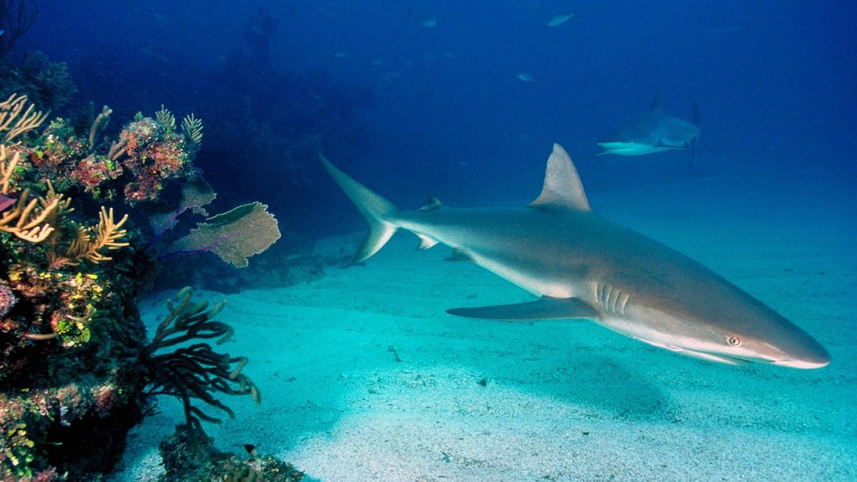 В Средиземном море есть акулы