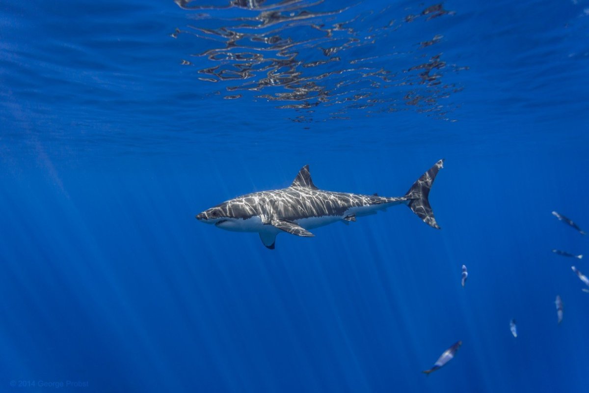 Акула Carcharodon carcharias